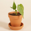Anthurium DeltaForce Small potted plant in a terracotta pot 