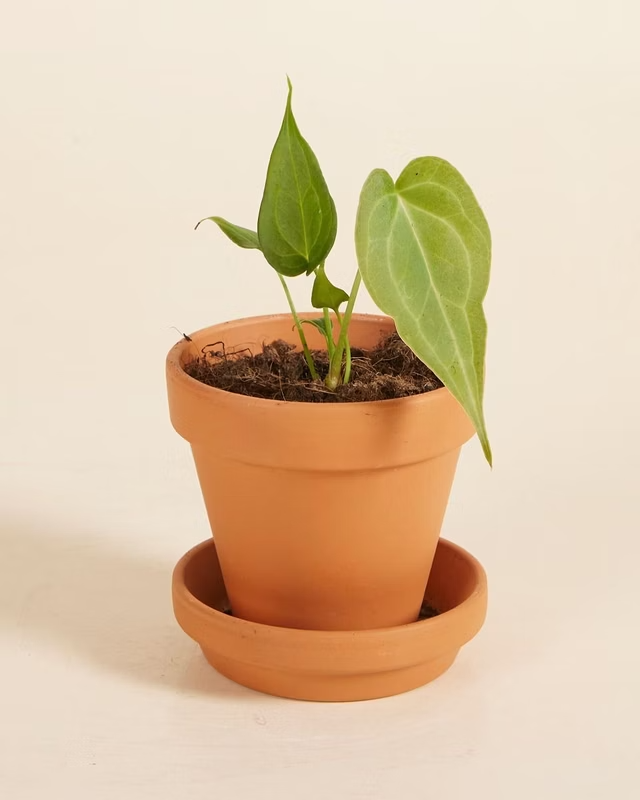 Baby Anthurium Delta Force أنثوريوم نباتات داخلية