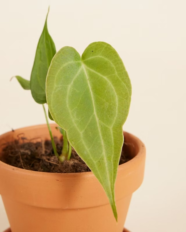 Baby Anthurium Delta Force أنثوريوم نباتات داخلية