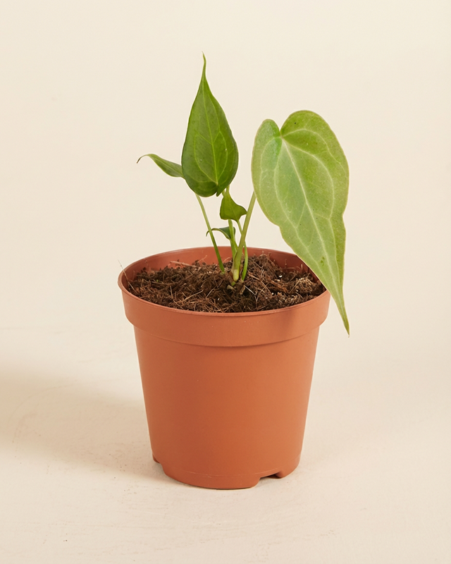 Baby Anthurium Delta Force أنثوريوم نباتات داخلية