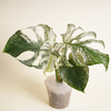 Monstera 'Devil Monster'