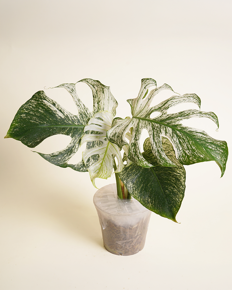 Monstera 'Devil Monster'