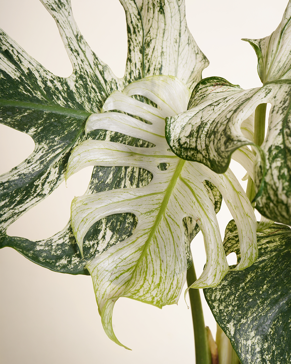 A curated group of rare plants from NABAT