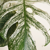 Monstera 'Devil Monster'