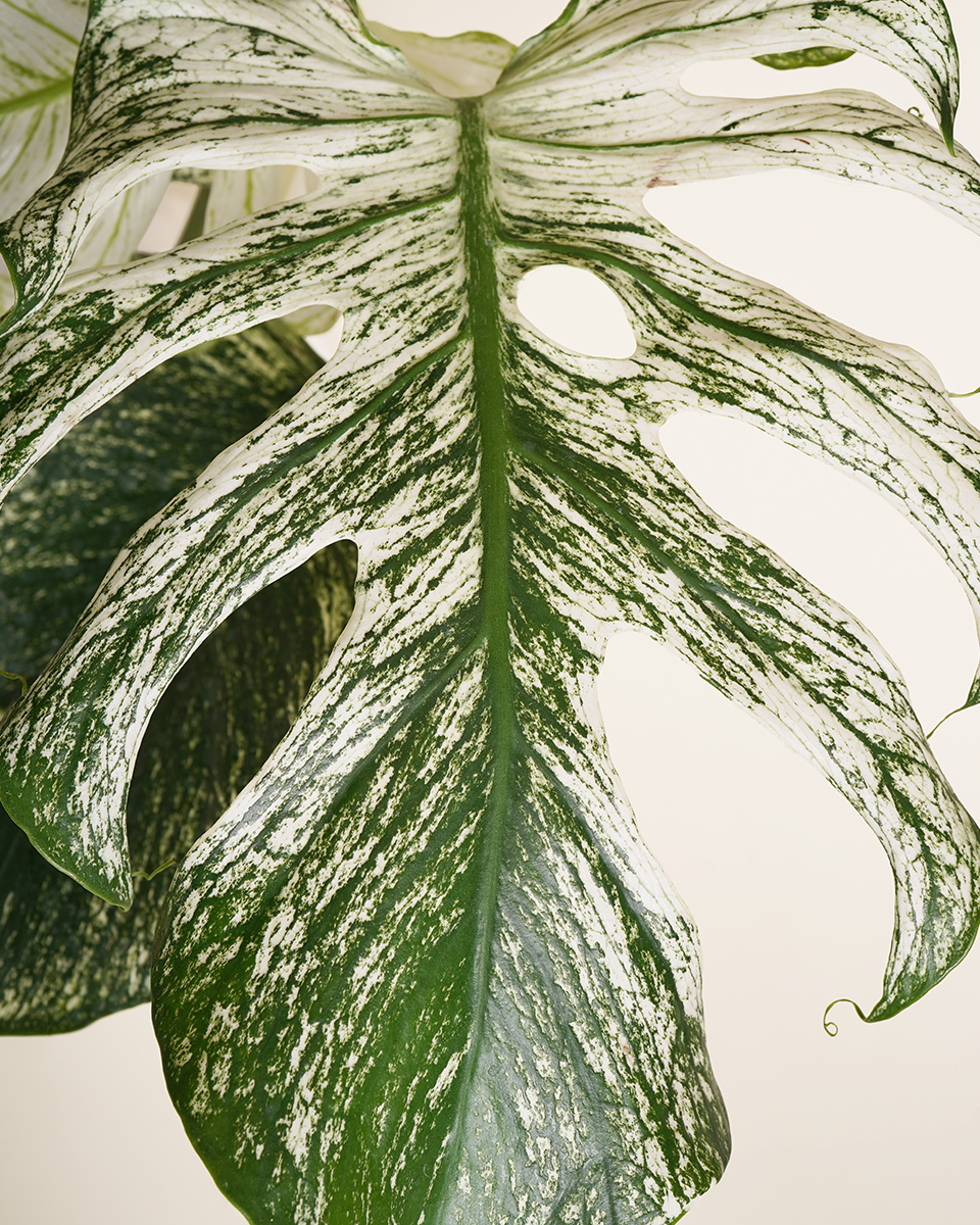 Monstera 'Devil Monster'