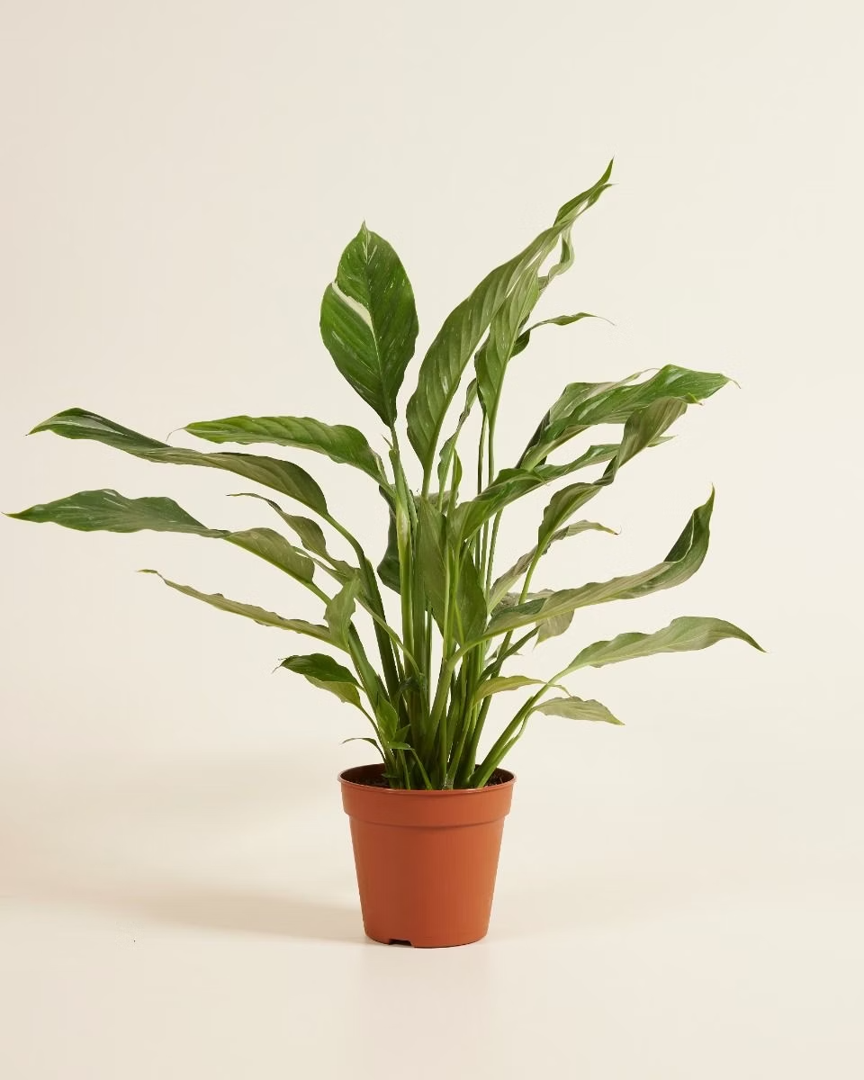 Spathiphyllum Diamond Variegata (Peace lily)