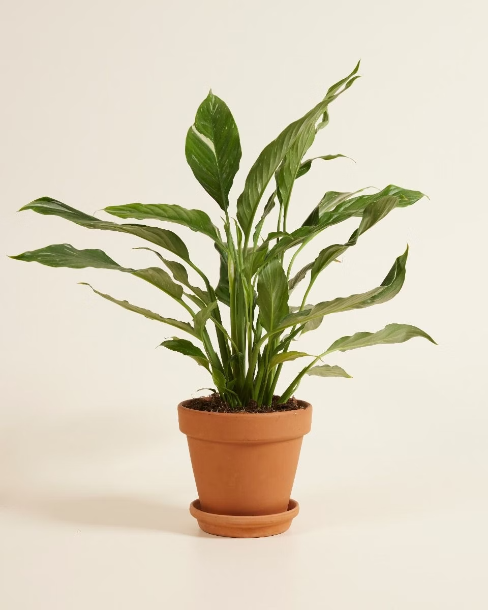 Spathiphyllum Diamond Variegata (Peace lily)