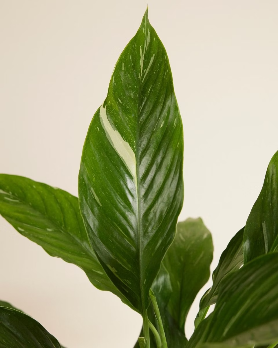 Spathiphyllum Diamond Variegata (Peace lily)