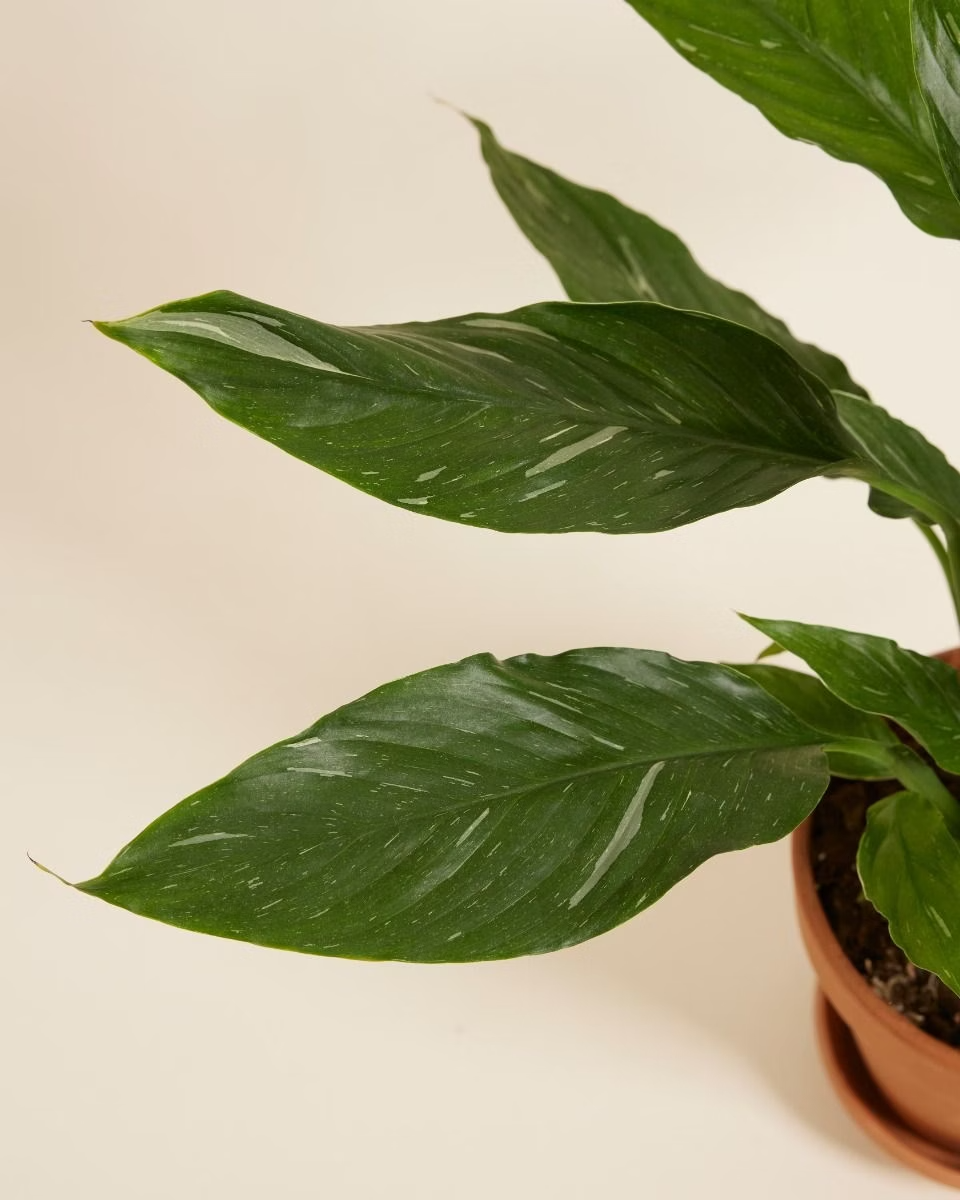 Spathiphyllum Diamond Variegata (Peace lily)