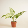 Dieffenbachia Snowflake (Dump Cane)
