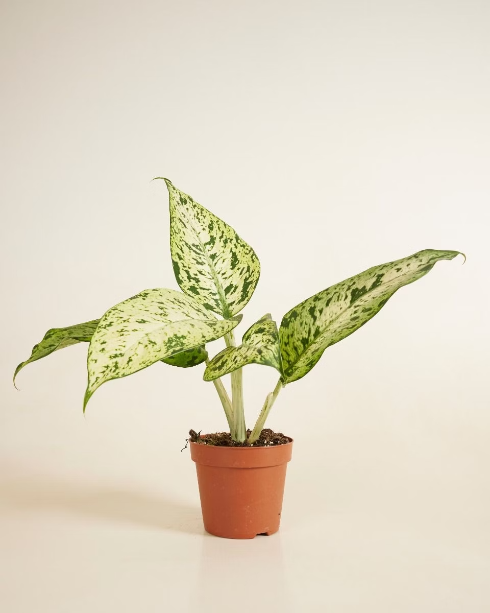 Dieffenbachia Snowflake (Dump Cane)