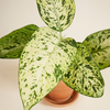 Dieffenbachia Snowflake (Dump Cane)