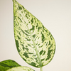Dieffenbachia Snowflake (Dump Cane)