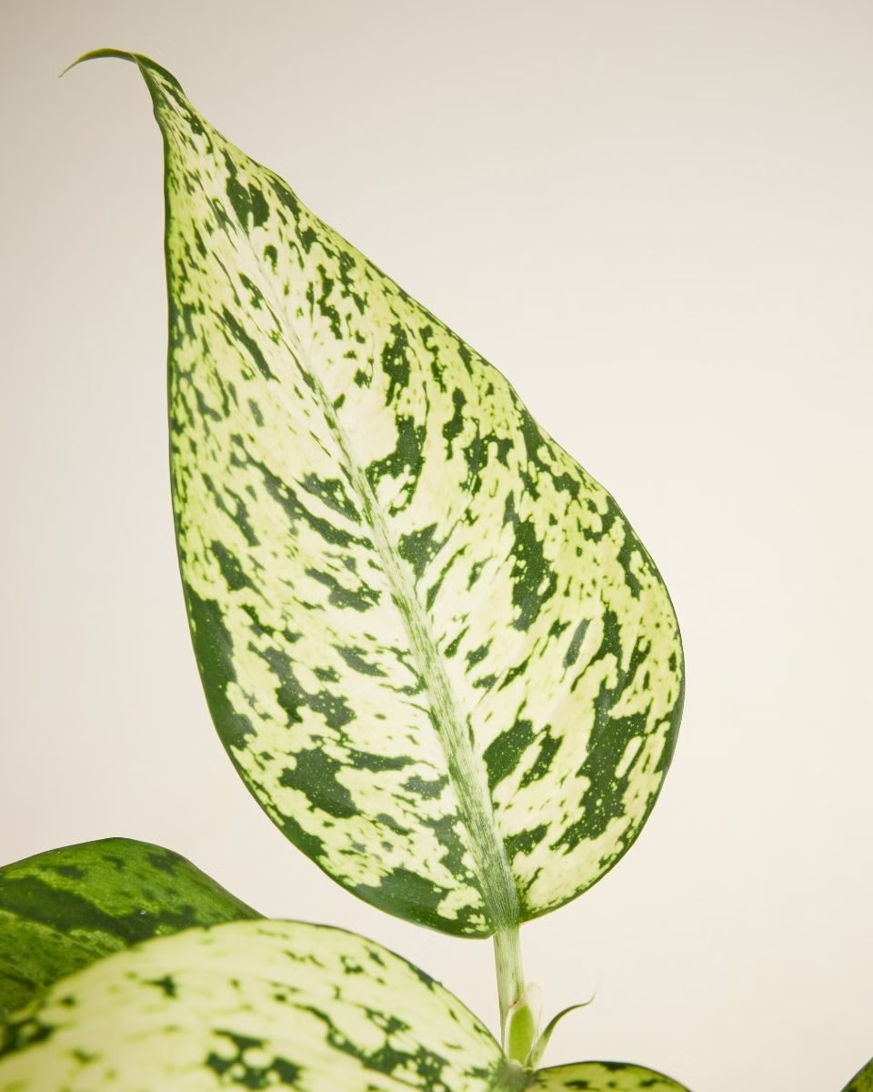 Dieffenbachia Snowflake (Dump Cane)