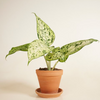 Dieffenbachia Snowflake (Dump Cane)