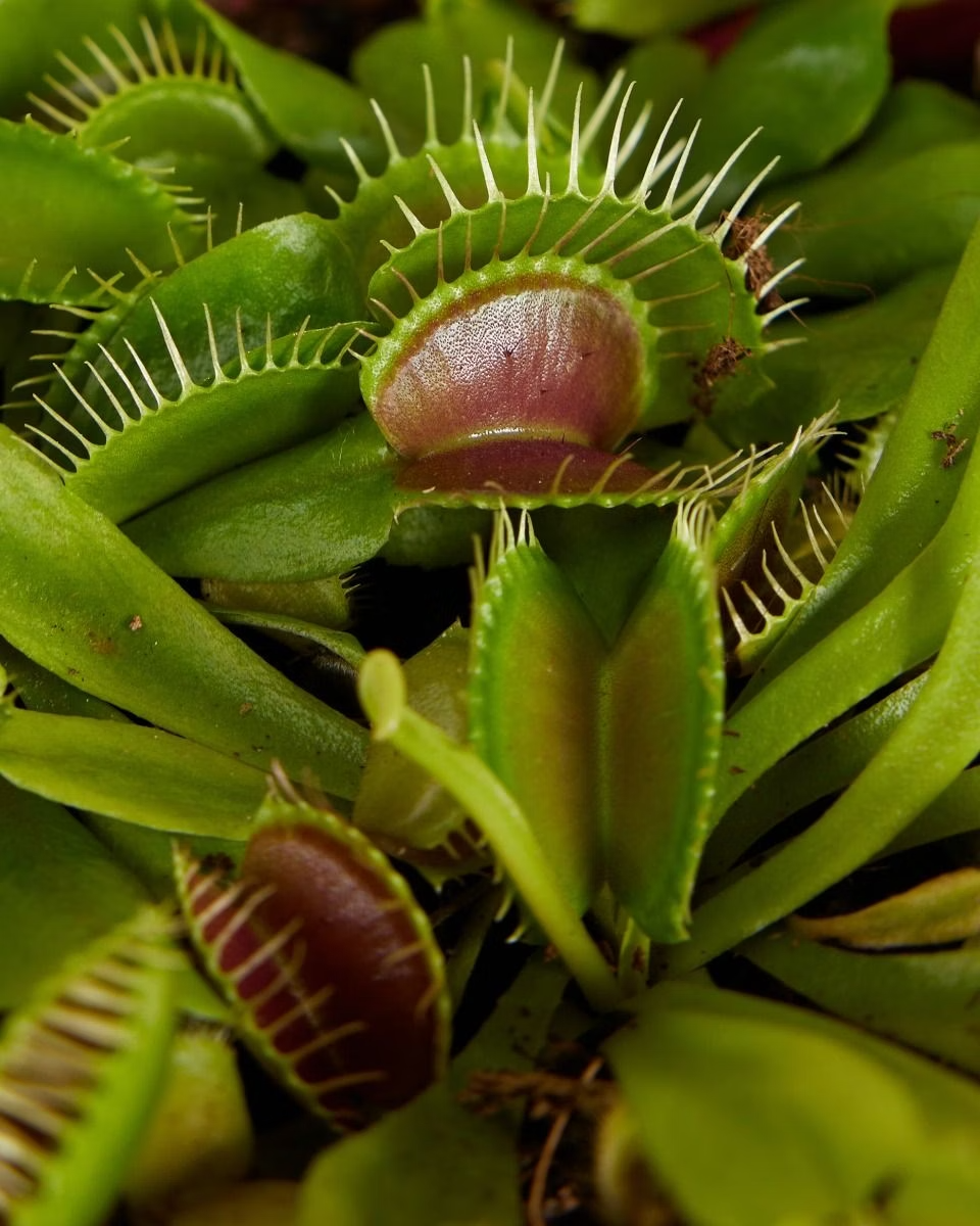 Dionaea Muscipula (Venus Flytrap)