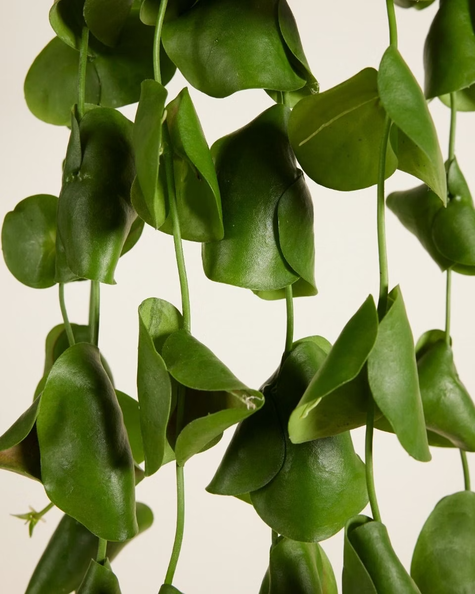 Dischidia Platyphylla