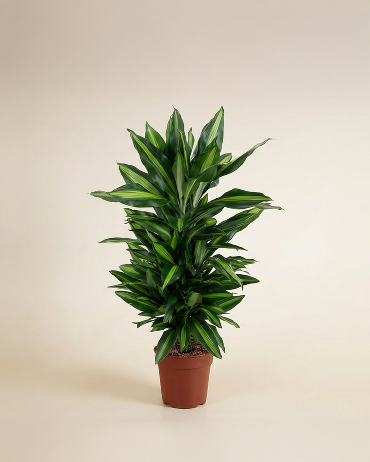 dracaena branching Dracaena Cintho Branched – NABAT