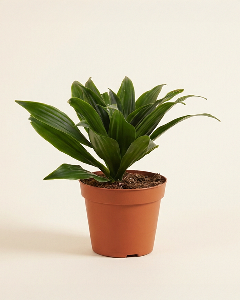 Dracaena Fragrans Compacta