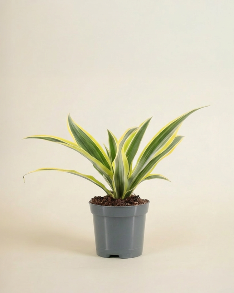 Dracaena Fragrans Lemon Lime