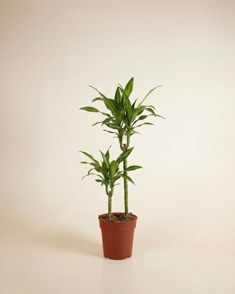 Dracaena Hawaiian Sunshine (Dragon Tree)