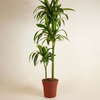Dracaena Hawaiian Sunshine (Dragon Tree)