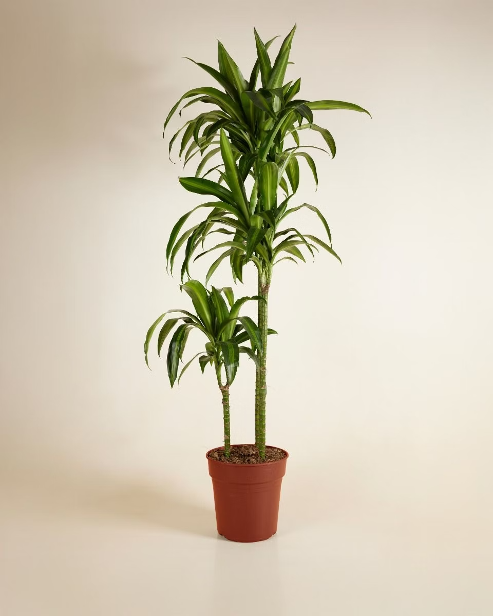 large dracaena tree Dracaena Hawaiian Sunshine (Dragon Tree) – NABAT