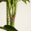 Dracaena Hawaiian Sunshine (Dragon Tree)