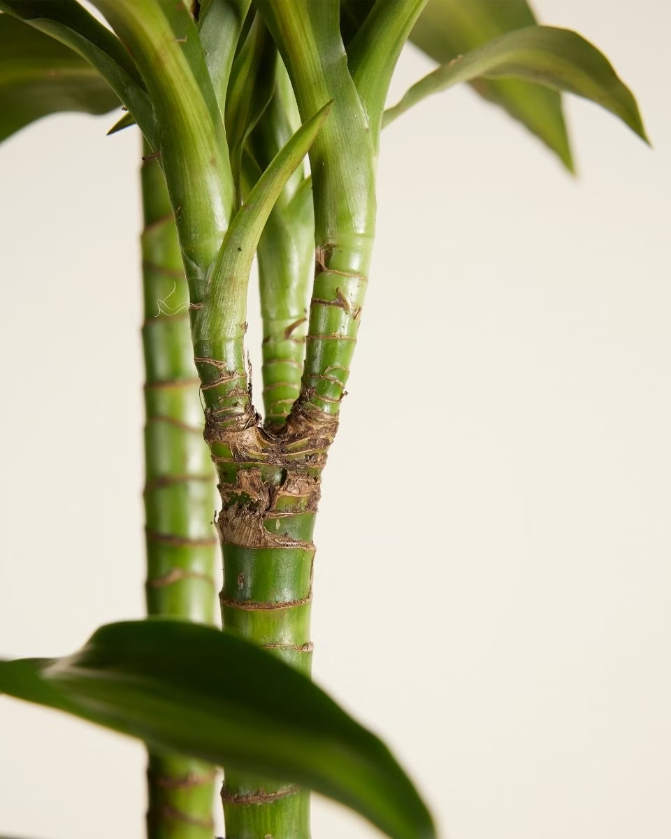 dracaena hawaiian sunshine plant Dracaena Hawaiian Sunshine (Dragon Tree) – NABAT