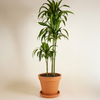 Dracaena Hawaiian Sunshine (Dragon Tree)