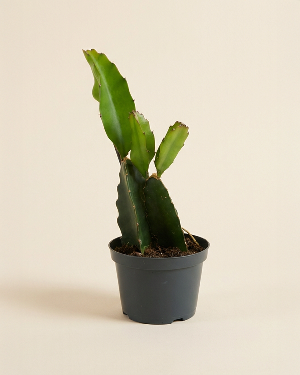 Dragon Fruit Plant نبات فاكهة التنين