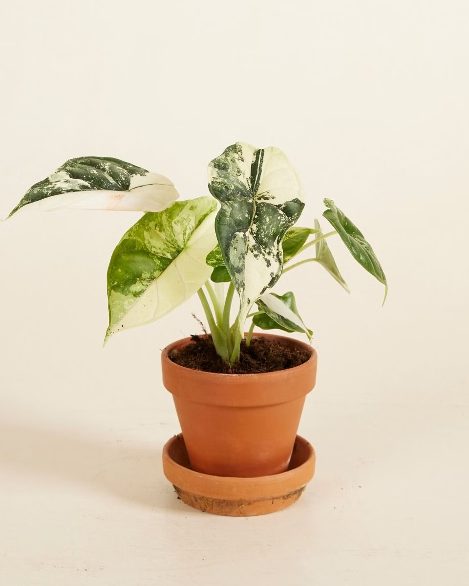 Baby Alocasia Dragon Scale Albo Variegated ألوكاسيا فاريغيتد
