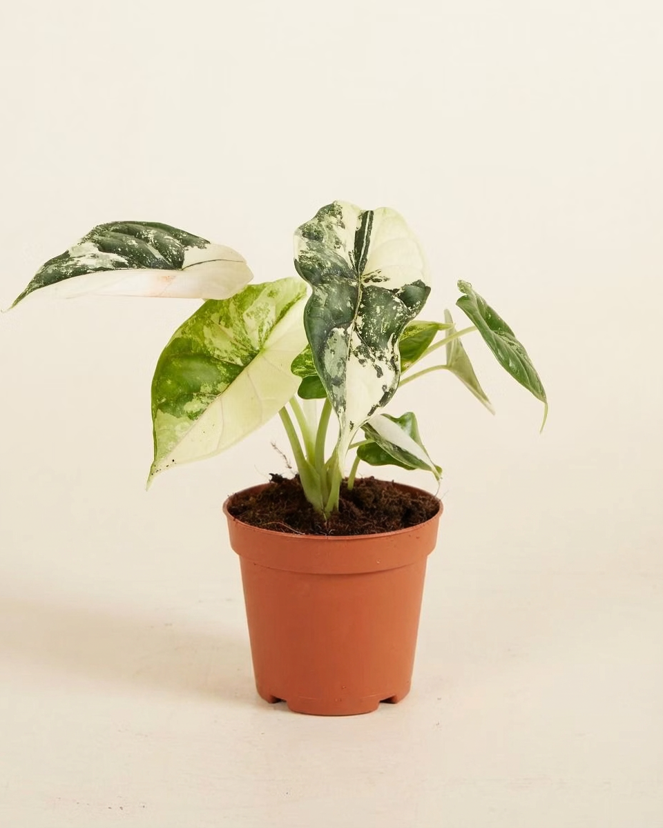 Baby Alocasia Dragon Scale Albo Variegated ألوكاسيا فاريغيتد