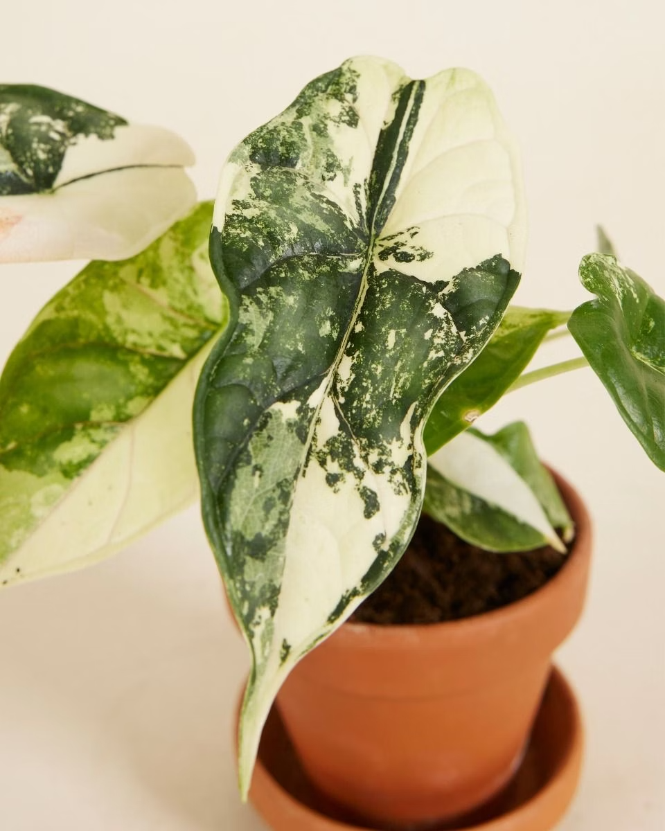Baby Alocasia Dragon Scale Albo Variegated ألوكاسيا فاريغيتد
