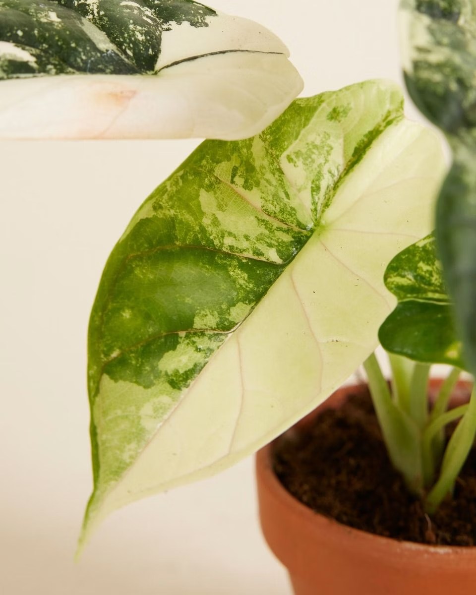 Baby Alocasia Dragon Scale Albo Variegated ألوكاسيا فاريغيتد