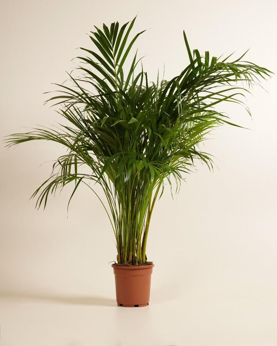 Dypsis Lutescens (Butterfly Palm)