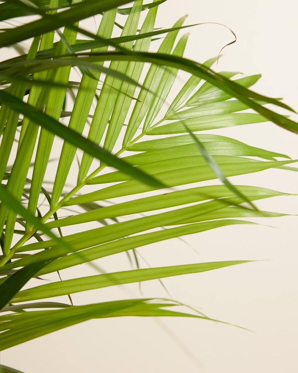 Dypsis Lutescens (Butterfly Palm)