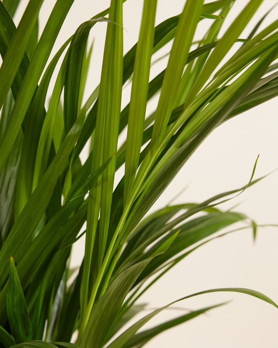 Dypsis Lutescens (Golden Cane Palm) أريكا