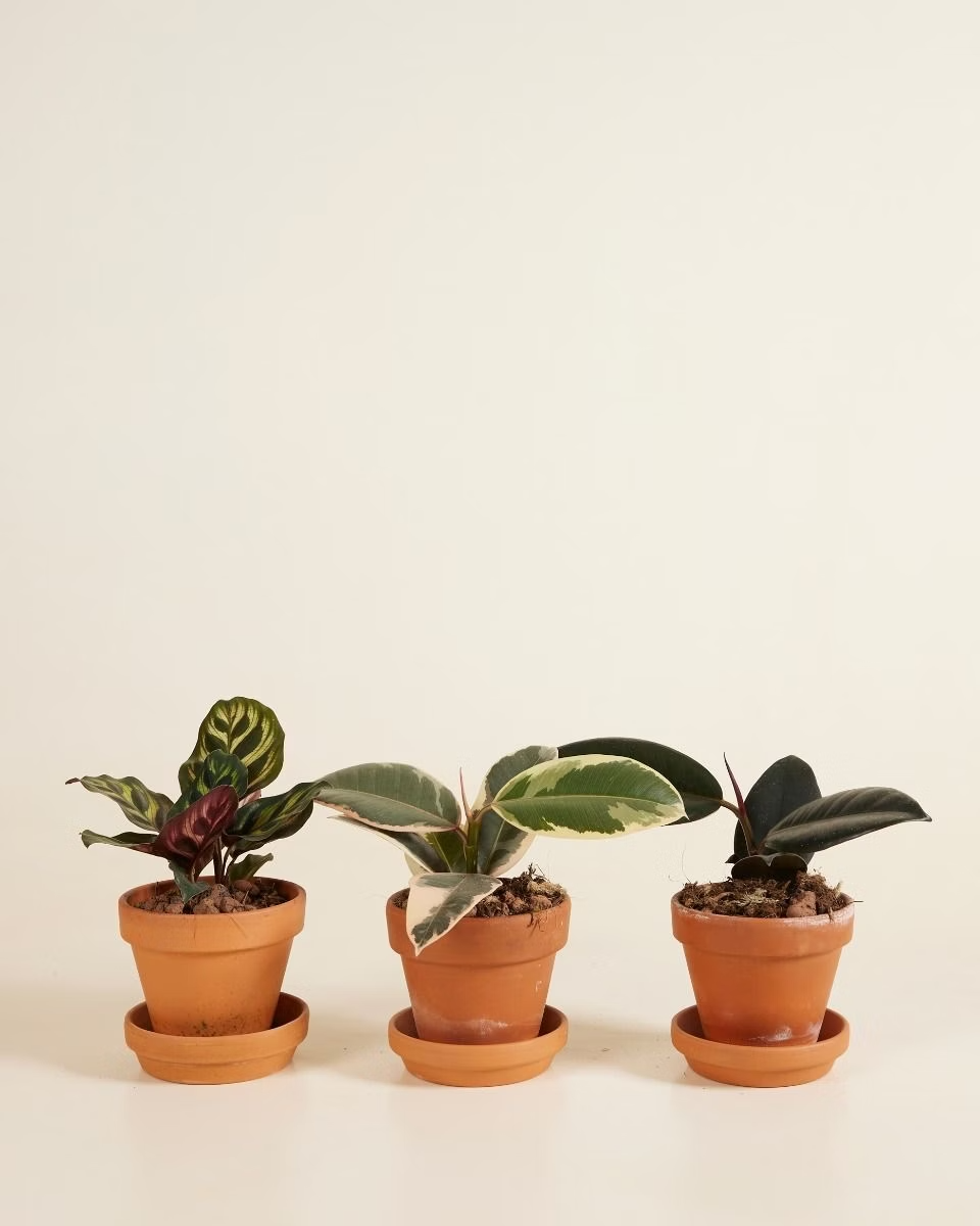 مجموعة العناية السهلة