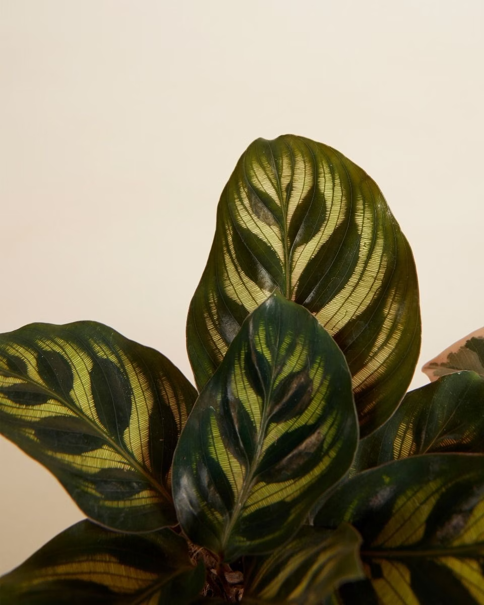 مجموعة العناية السهلة