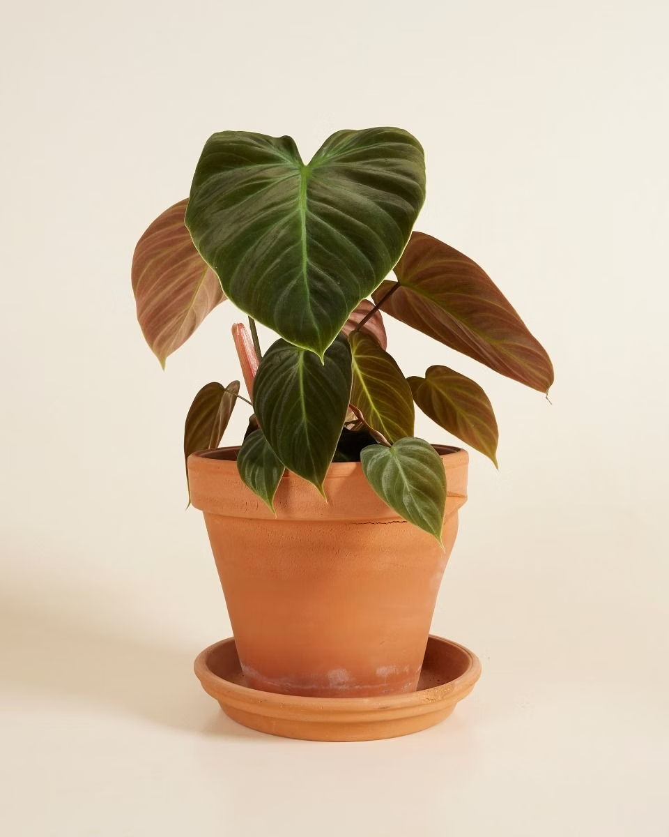 Philodendron El Choco Red فيلوديندرون نبات داخلي