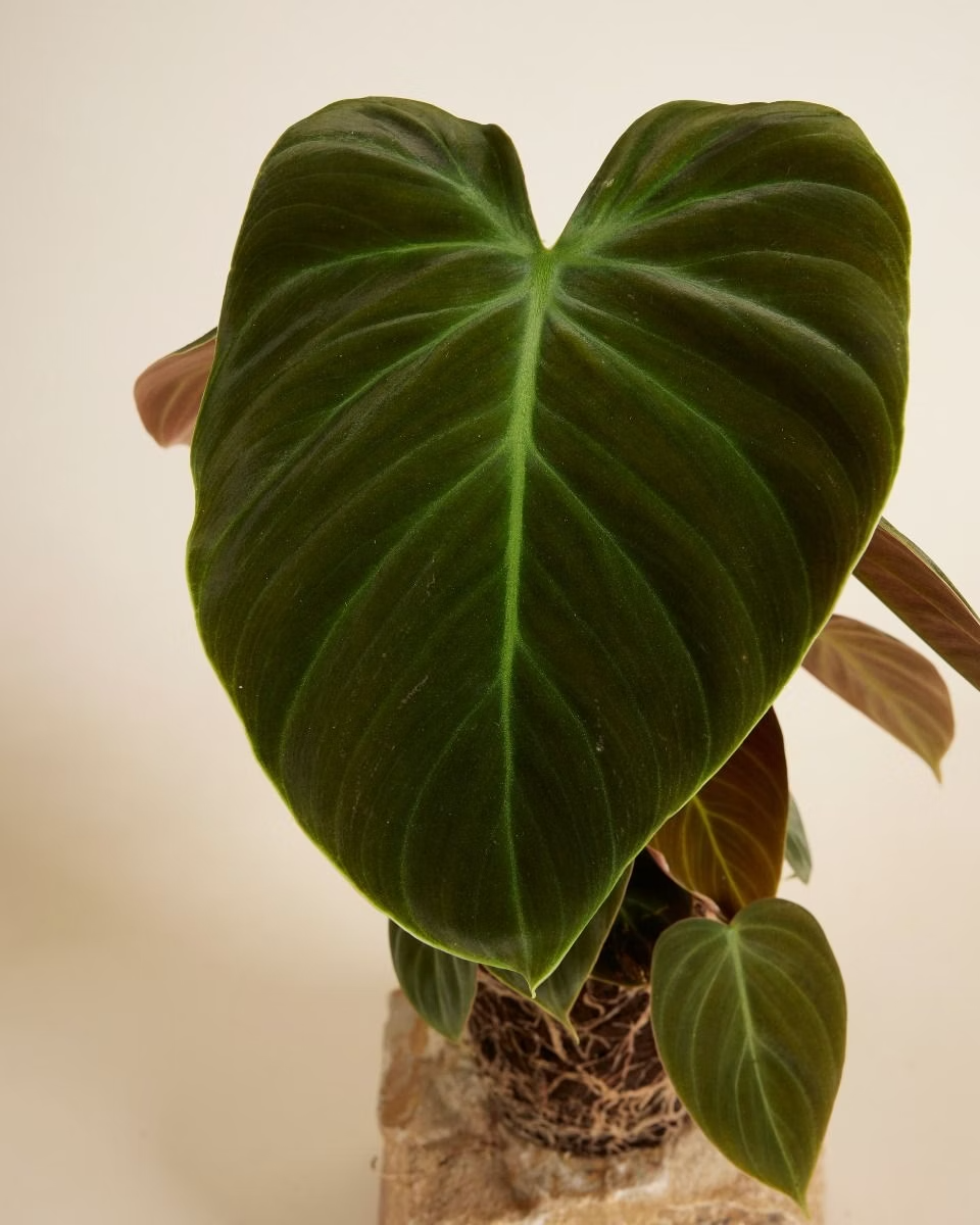 Philodendron El Choco Red فيلوديندرون نبات داخلي