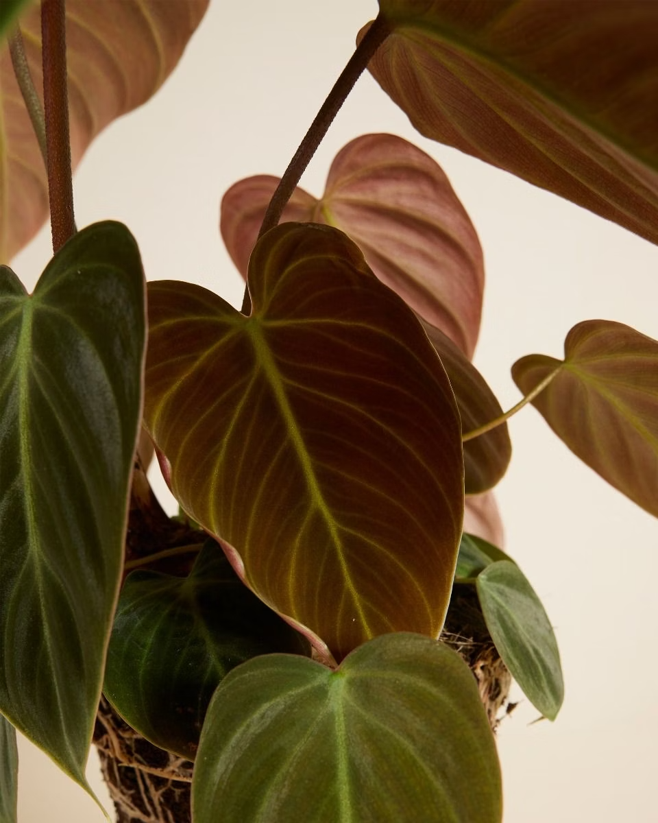 Philodendron El Choco Red فيلوديندرون نبات داخلي