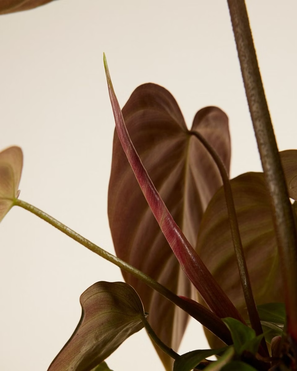 Philodendron El Choco Red فيلوديندرون نبات داخلي