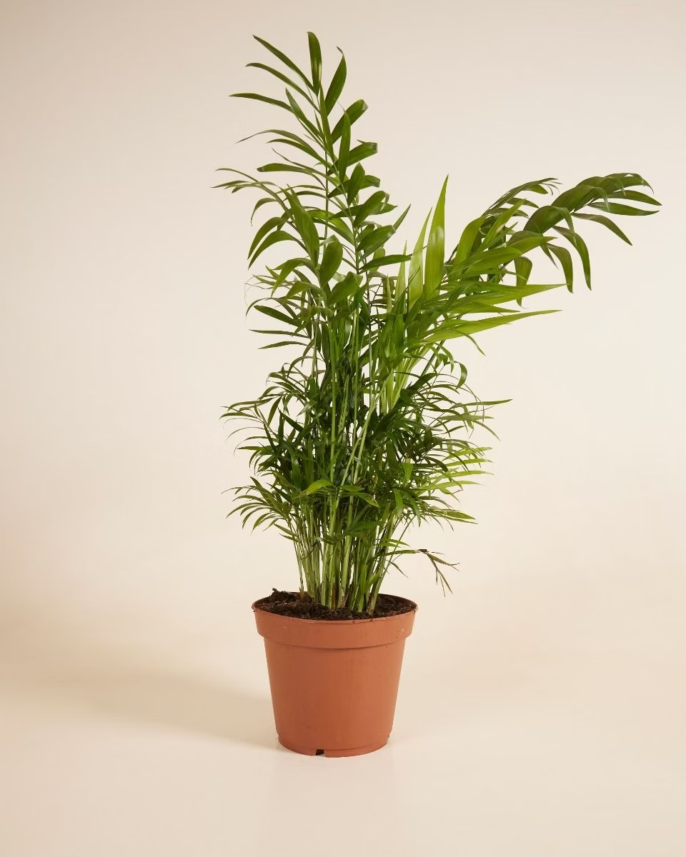 Chamaedorea Elegans نخيل شاميدوريا
