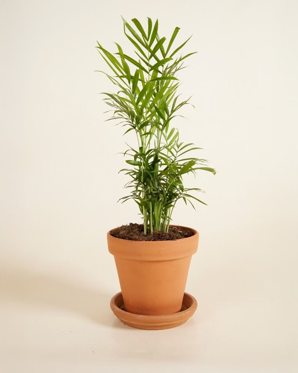 Chamaedorea Elegans نخيل شاميدوريا