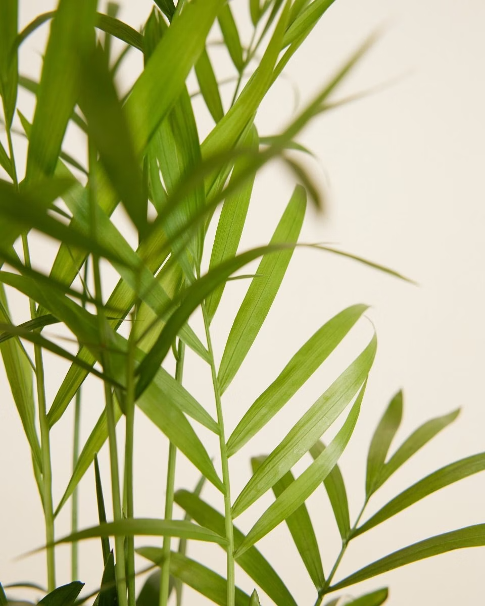 Chamaedorea Elegans نخيل شاميدوريا