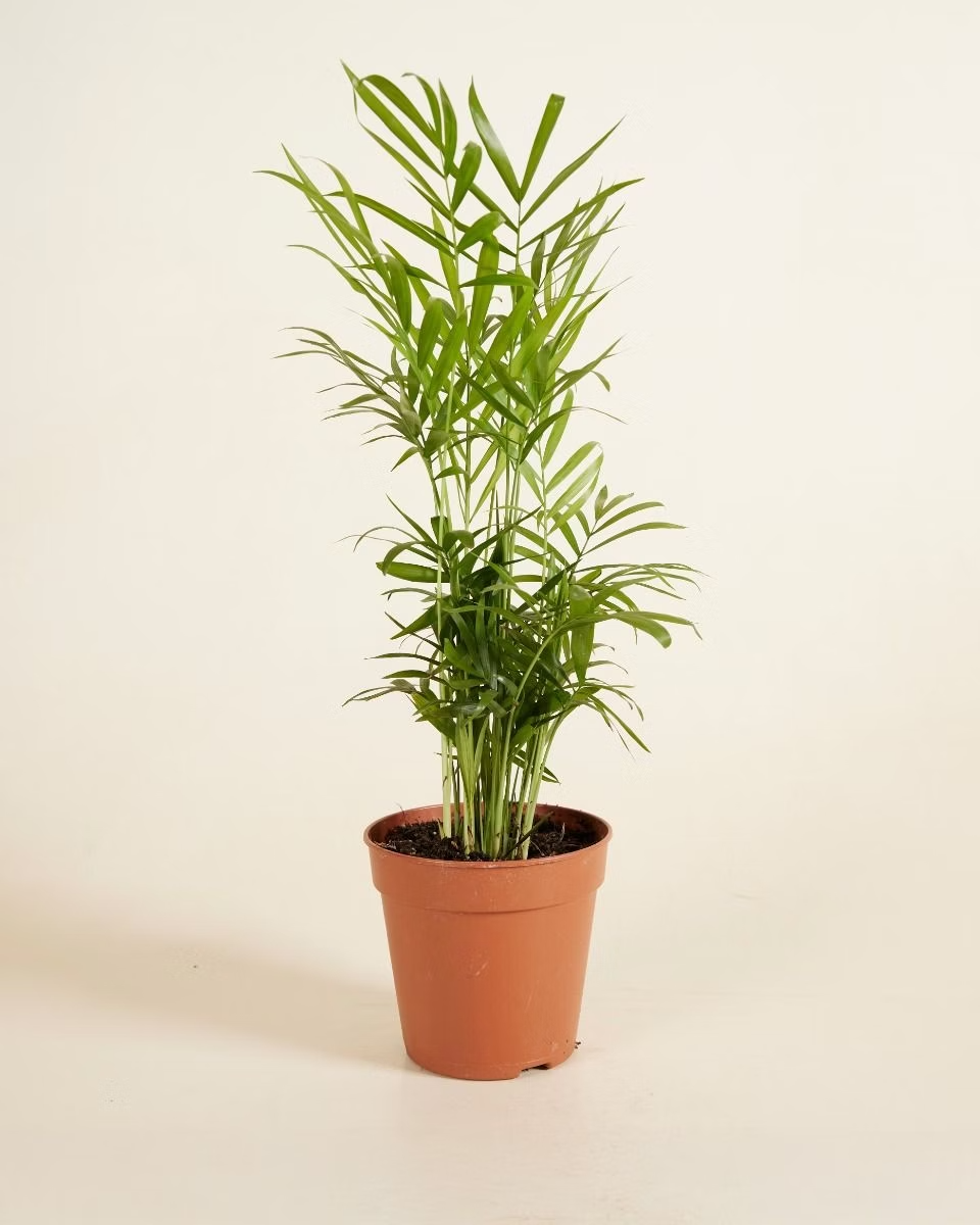 Chamaedorea Elegans نخيل شاميدوريا