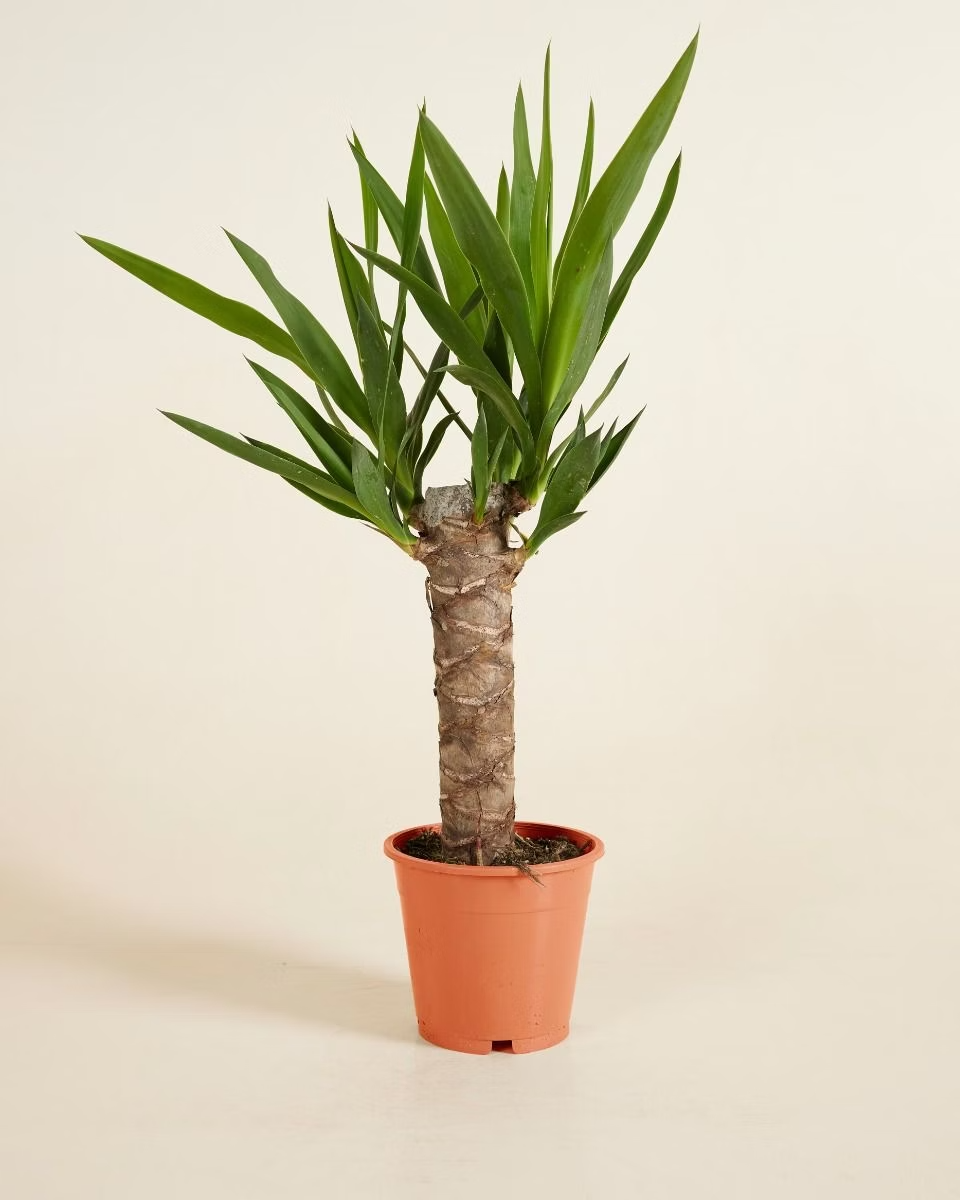 Elephantipes Yucca (Yucca Cane)