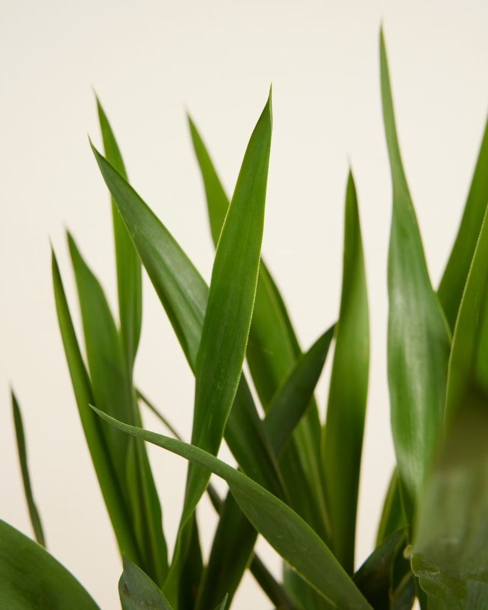 Elephantipes Yucca (Yucca Cane)